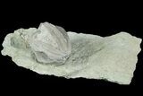 Blastoid (Pentremites) Fossil - Illinois #184110-1